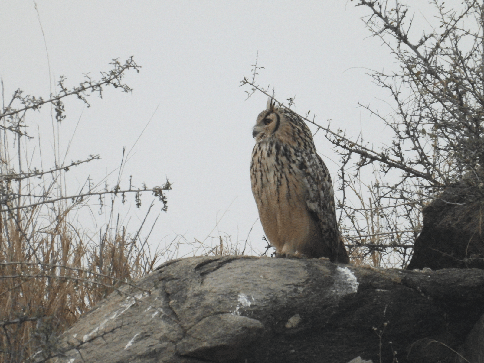 An owl sitting on a rock surrounded by dessert plants | Utsav camp